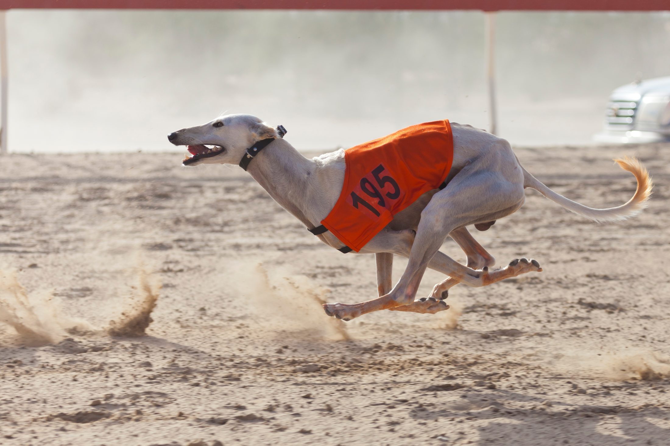 Greyhound racing